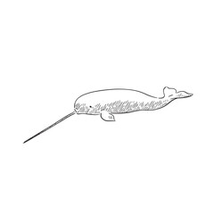 A line drawn illustration in black and white of a narwhal whale, a really interesting animal with a large spike on their face. Drawn by hand and shaded with lines. 