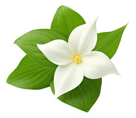 Fototapeta premium white trillium isolated on white background
