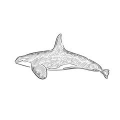 A line drawn and shaded illustration of a killer whale, otherwise known as an orca. Drawn entirely by hand.  - obrazy, fototapety, plakaty