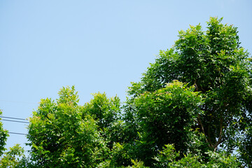 Green trees on the sky background.
