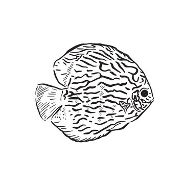 A line drawing of a golden angelfish in black and white. Drawn entirely by hand and recreated digitally in a sketchy way.