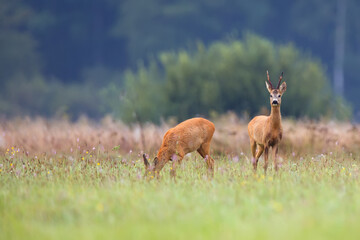 Buck deer with roe deer in a clearing
