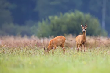 Tuinposter Buck deer with roe deer in a clearing  © Janusz
