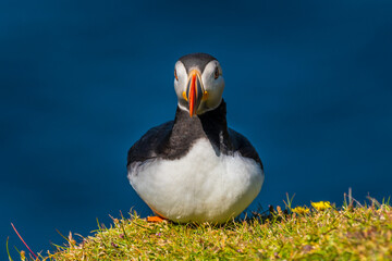 Atlantic puffin