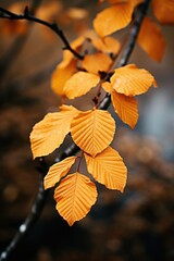 Obraz premium Branch with yellow leaves in park