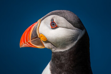Atlantic puffin