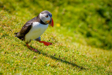 Atlantic puffin