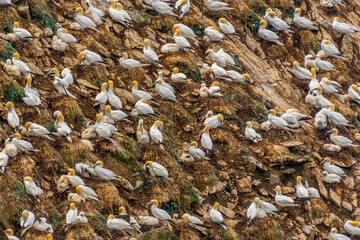 Gannet (Northern Gannet)