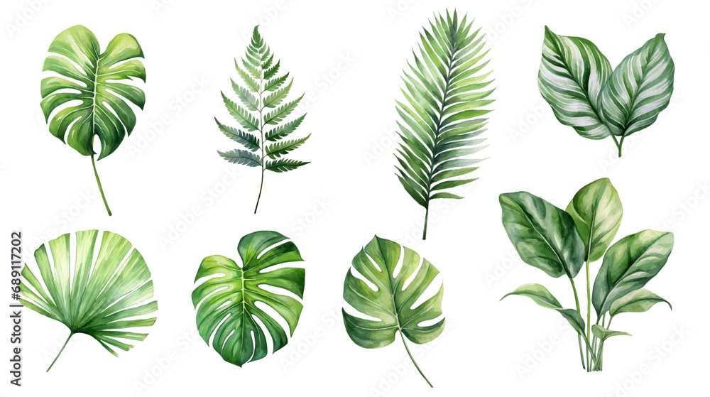 Wall mural exotic plants, tropical plant leaves, palm leaves and monstera on white background, vector watercolo