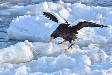 Bird watching with floating ices in winter