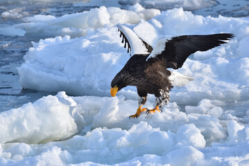 Bird watching with floating ices in winter