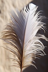 Big gray feather with shadow on wall