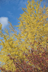 秋の黄色