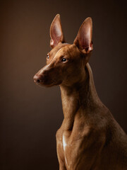 A poised Pharaoh Hound profile captured in a studio setting, dog keen gaze and elegant stance...