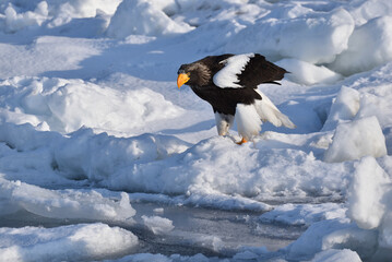 Bird watching with floating ices in winter