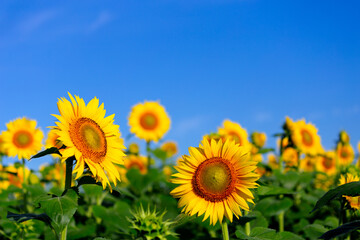 日本の暑い夏と青空の下に咲く「向日葵」。