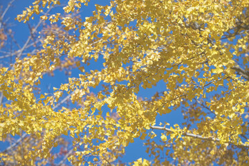 秋の黄色