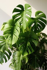 Monstera Deliciosa Plant on Film