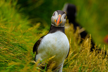 Northern fulmar (Fulmarus glacialis)