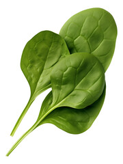 green leaf of a basil