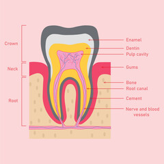 Structure of teeth diagram. Parts of teeth. Enamel, dentin, pulp cavity, gums, bone, root canal, cement, nerve and blood vessels. Scientific resources for teachers and students.