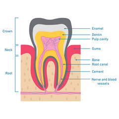 Structure of teeth diagram. Parts of teeth. Enamel, dentin, pulp cavity, gums, bone, root canal, cement, nerve and blood vessels. Scientific resources for teachers and students.