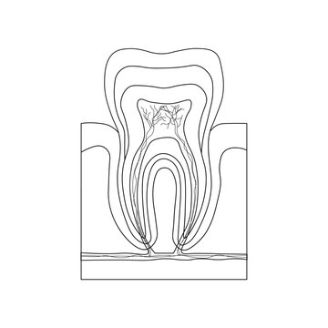 Structure of teeth diagram. Parts of teeth. Enamel, dentin, pulp cavity, gums, bone, root canal, cement, nerve and blood vessels. Scientific resources for teachers and students.