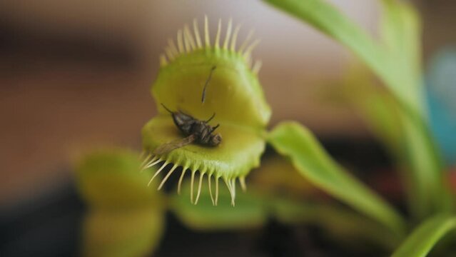 Venus flytrap catching a fly.