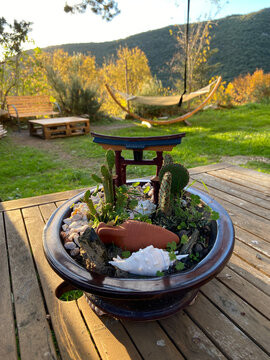 Pot à cactus sur une table de jardin