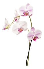 Fototapeta premium pink orchid isolated on white