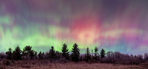 Aurora borealis over the trees