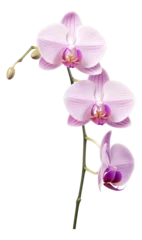 Foto op Canvas pink orchid isolated on white © Anthony