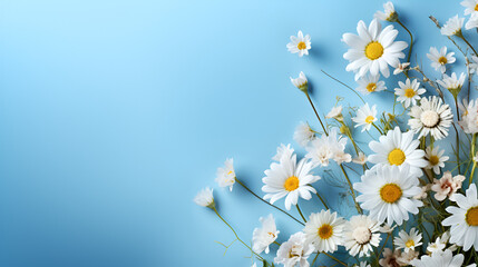 Daisy summer flowers on blue wood background for advertising