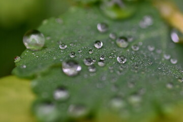 Wassertropfen auf einem grünen Blatt