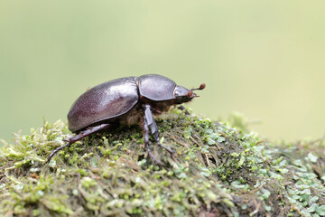 A scarab beetle is looking for food on the ground covered with moss. This insect has the scientific name Strategus aloeus.