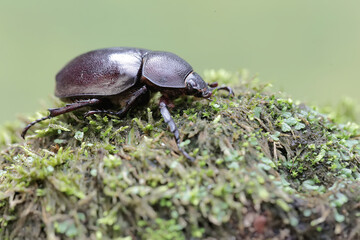 A scarab beetle is looking for food on the ground covered with moss. This insect has the scientific name Strategus aloeus.