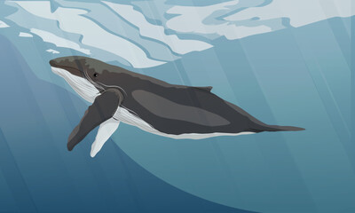 A humpback whale swims in cold water. Realistic vector landscape