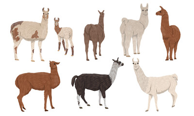Set of realistic llamas Lama glama and their cubs in different poses. Animals of South America. Realistic vector mammal