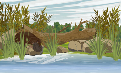 The platypus goes into the water on the shore of the lake. Endemic species of Australia and Tasmania. Realistic vector landscape