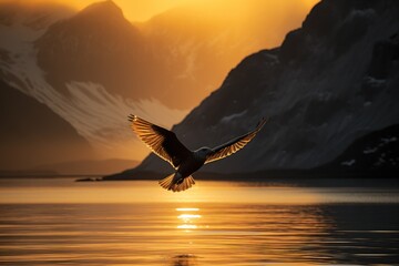 Sea bird flying over the silhouetted mountains with the golden light of sunrise shining on the Western Fjords of Kalaallit Nunaat; West Greenland, Greenland - obrazy, fototapety, plakaty