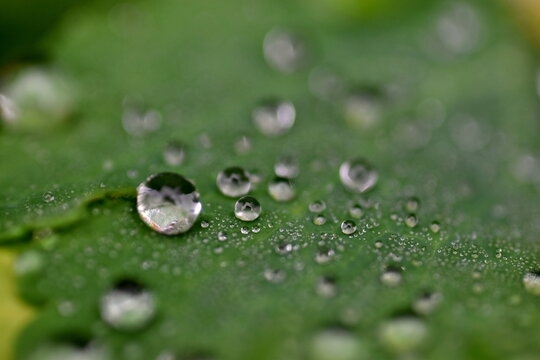 Wassertropfen auf einem gr&uuml;nen Blatt