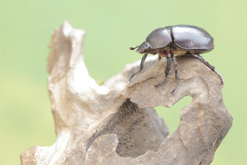 A scarab beetle is looking for food on a rotten tree trunk. This insect has the scientific name...
