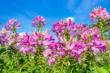Beautiful colorful spider flowers blossom in the field