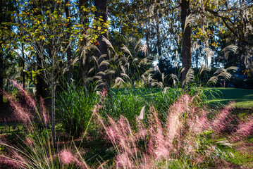 Serene landscape scene in a garden with various ornamental grass with reddish-pink plumes,...