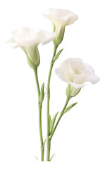 white lisianthus isolated on white
