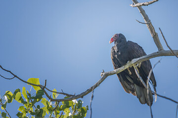 Turkey Vulture Cathartes aura in a tree room for a title