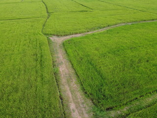 Aerial photography of the lush green rice fields.