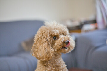 Toy poodle