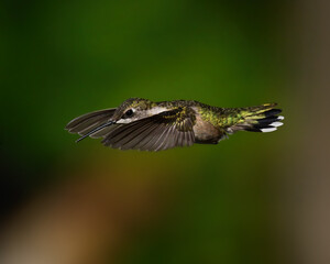 hummingbird in flight
