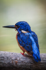 Blue eared kingfisher is perched while waiting for fish prey to be used as food